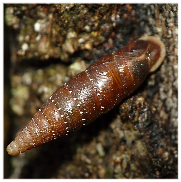 Siciliaria gibbula.... normale......